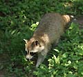 Guy Fanguy - Artist - Animals - Louisiana - Native Animals (21).jpg Size: 65277 - 6